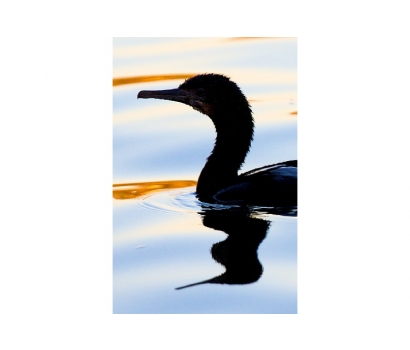 Artistic photo of duck on water by Jo Deurbrouck