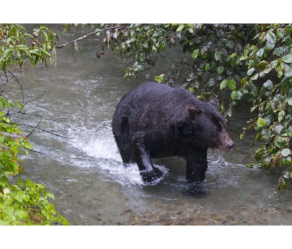 Close-up photo of grizzly bear in stream by Jo Deurbrouck